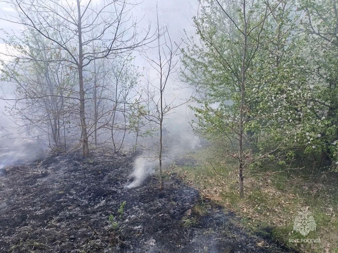 В Клинцовском районе потушен лесной пожар