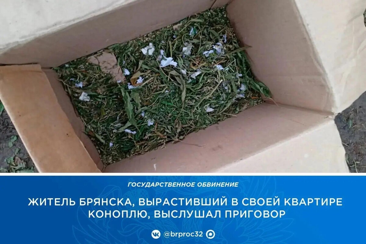 Житель Брянска осуждён за незаконное выращивание и хранение марихуаны